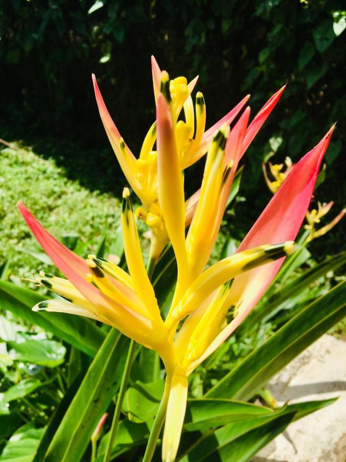 Casa Salvaje Vacation Rentals Bocas del Toro Exterior photo